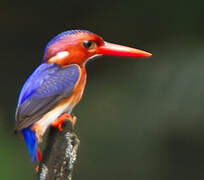 White-bellied Kingfisher