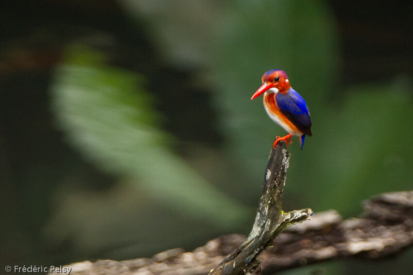 White-bellied Kingfisheradult