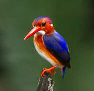 White-bellied Kingfisher