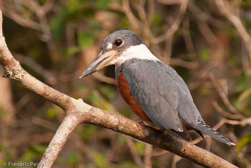 Ringed Kingfisher female adult, identification, aspect