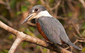 Ringed Kingfisher