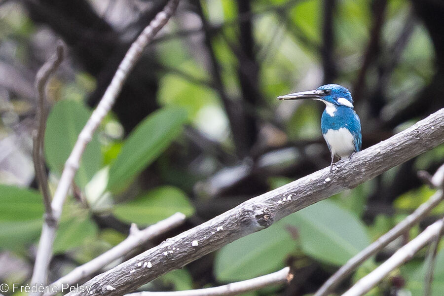 Cerulean Kingfisher