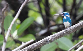 Cerulean Kingfisher