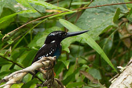 Southern Silvery Kingfisher