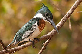 Amazon Kingfisher