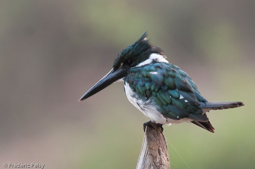 Amazon Kingfisher female adult