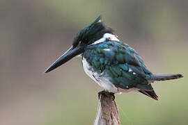 Amazon Kingfisher