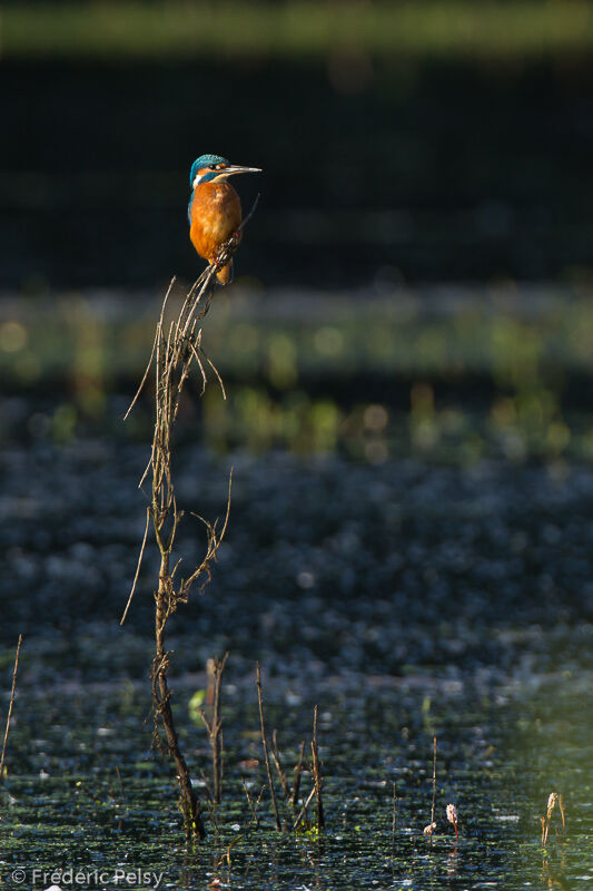 Common Kingfisher female adult