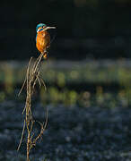 Common Kingfisher