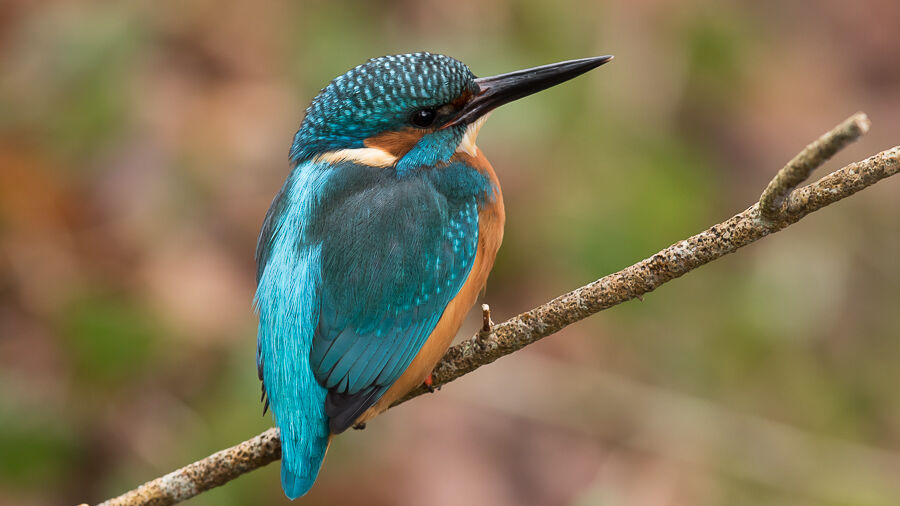 Common Kingfisher male adult