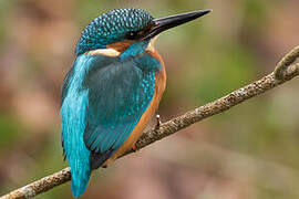 Common Kingfisher