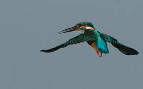 Common Kingfisher