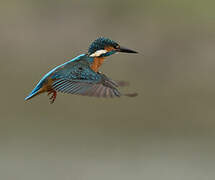 Common Kingfisher