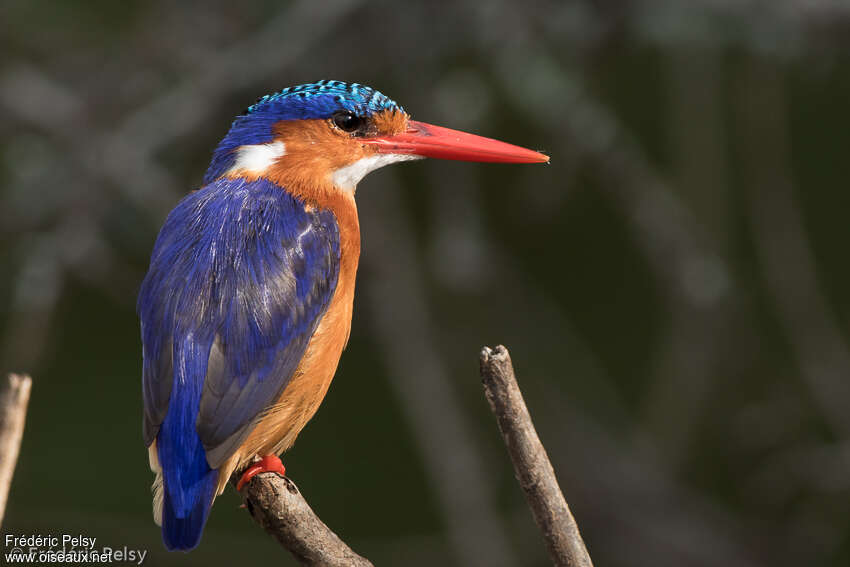 Martin-pêcheur huppéadulte, identification