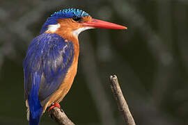 Malachite Kingfisher