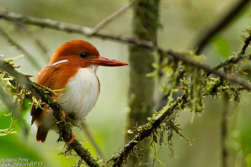 Madagascan Pygmy Kingfisheradult