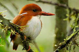 Madagascar Pygmy Kingfisher