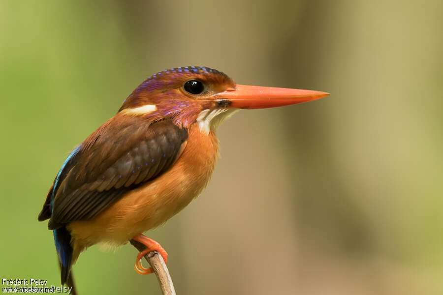 Martin-pêcheur multicoloreadulte