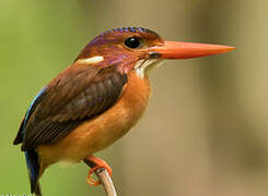 Sulawesi Dwarf Kingfisher