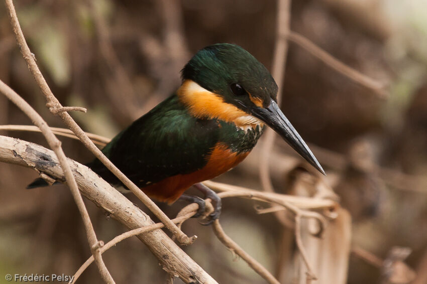 American Pygmy Kingfisher female adult, identification