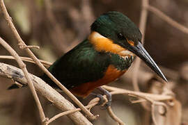 American Pygmy Kingfisher