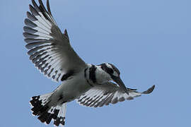 Pied Kingfisher