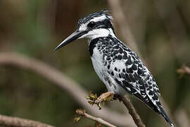 Pied Kingfisher