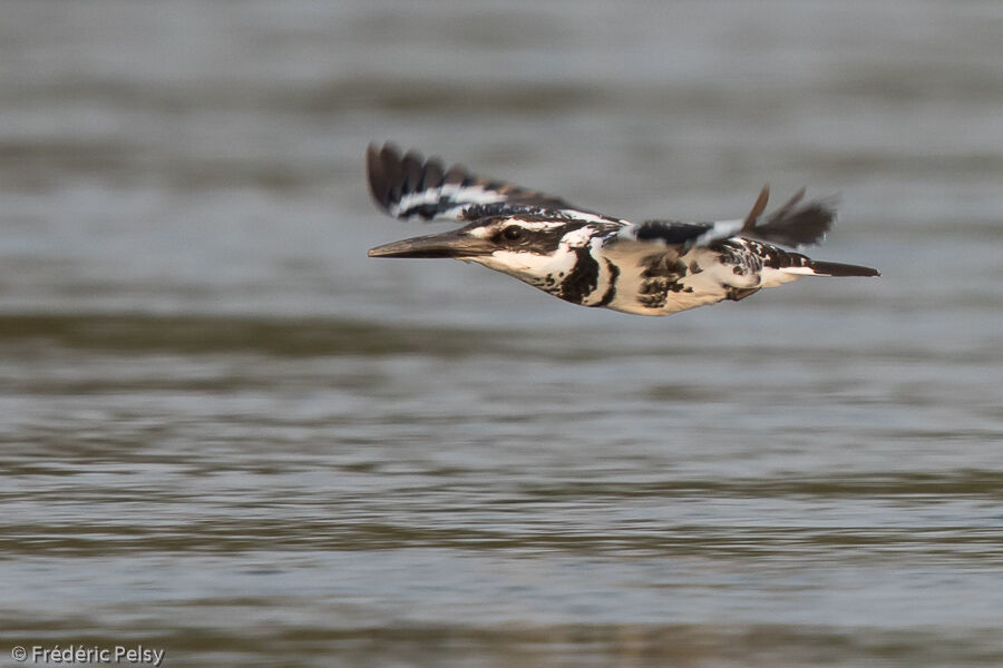 Pied Kingfisher male, Flight