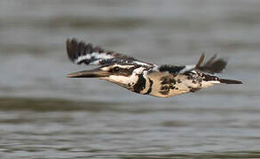 Pied Kingfisher