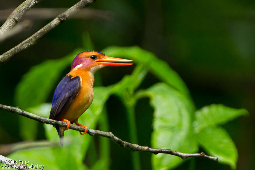 African Pygmy Kingfisheradult