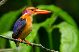 African Pygmy Kingfisher