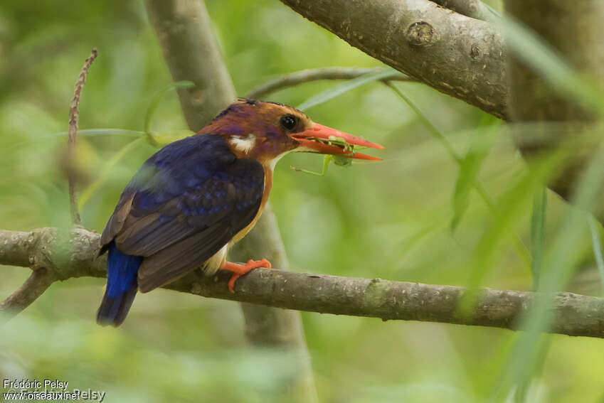 African Pygmy Kingfisheradult, feeding habits, fishing/hunting