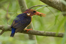 African Pygmy Kingfisher