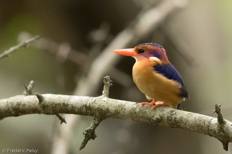 African Pygmy Kingfisheradult