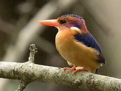 African Pygmy Kingfisher