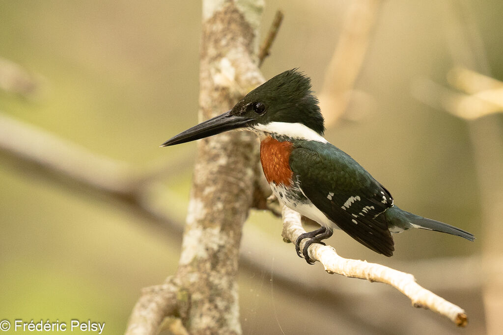 Green Kingfisher