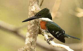 Green Kingfisher