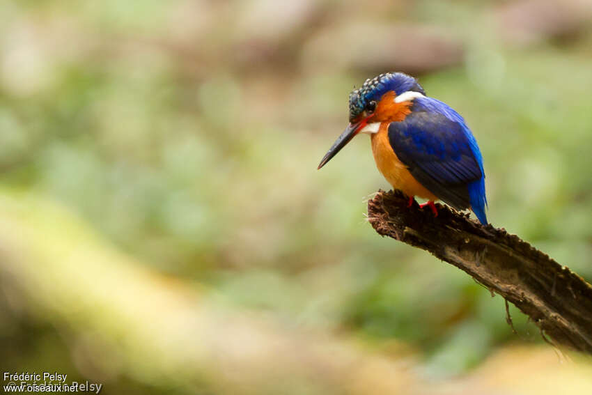 Malagasy Kingfisheradult, fishing/hunting, Behaviour