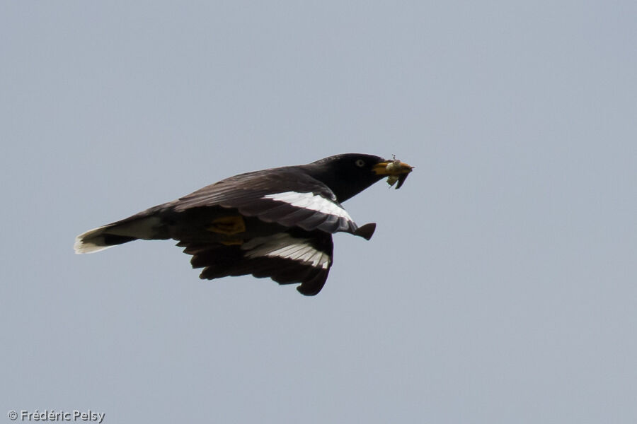 Javan Myna, Flight