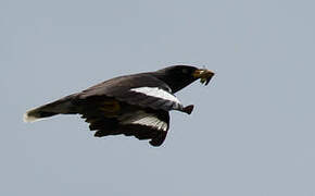 Javan Myna