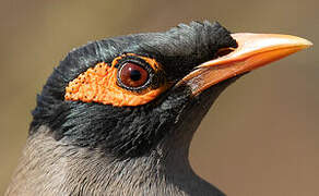 Bank Myna