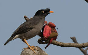 Jungle Myna