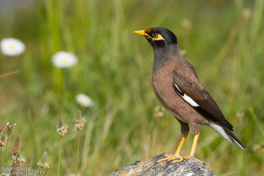 Common Mynaadult, identification