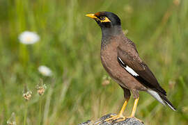 Common Myna