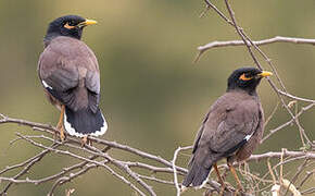 Common Myna