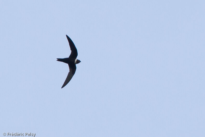 White-collared Swift