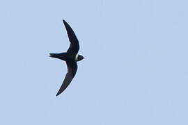 White-collared Swift