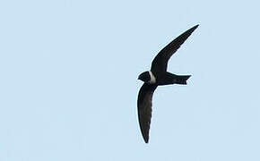 White-collared Swift