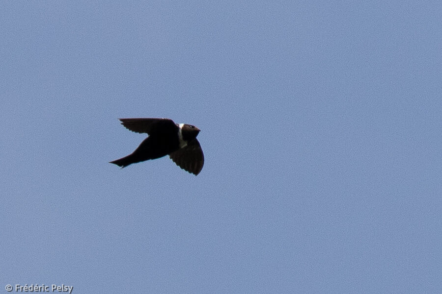 White-collared Swift