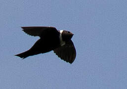 White-collared Swift